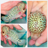 Kamfa Flowerhorn - 98